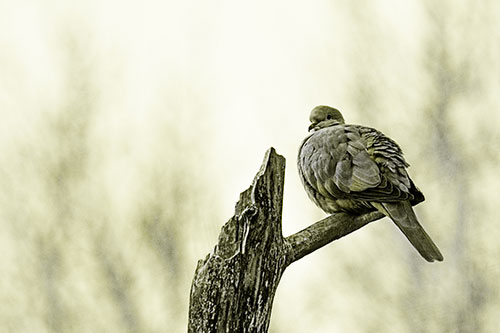 Collared Dove Sitting Atop Broken Tree (Yellow Tone)