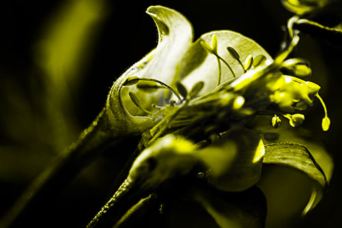 Columbine Flower Face Embracing Sunlight (Yellow Tone)