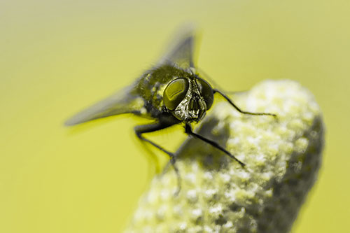 Confused Blow Fly Tilts Head Atop Coneflower (Yellow Tone)