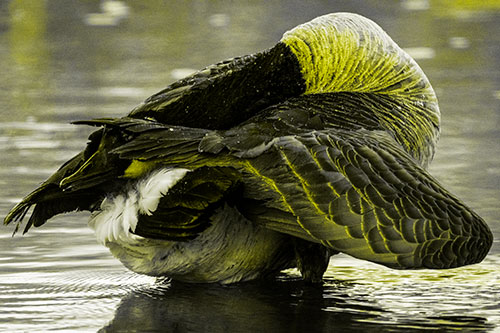 Contorting Canadian Goose Playing Peekaboo (Yellow Tone Photo)