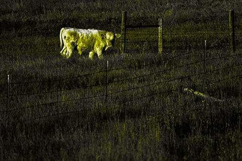 Cow Glances Sideways Beside Barbed Wire Fence (Yellow Tone Photo)