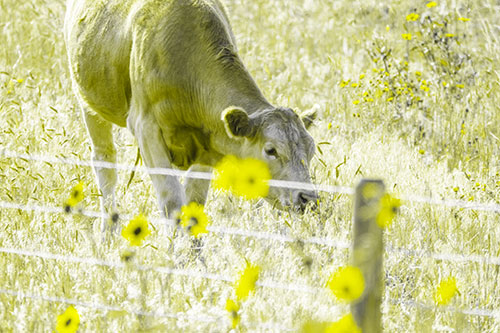 Cow Snacking On Grass Behind Fence (Yellow Tone)