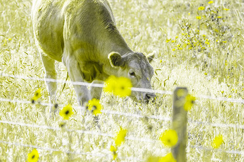 Cow Snacking On Grass Behind Fence (Yellow Tone Photo)