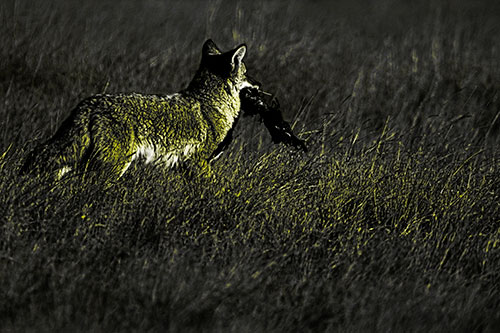 Coyote Heads Towards Forest Carrying Dead Animal Carcass (Yellow Tone Photo)