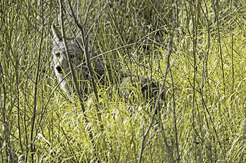 Coyote Makes Eye Contact Among Tall Grass (Yellow Tone)