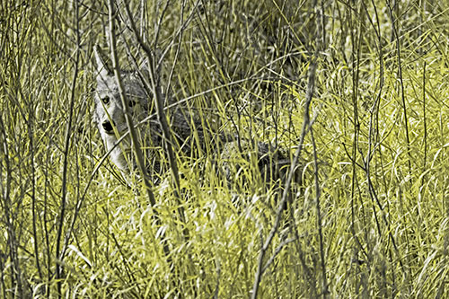 Coyote Makes Eye Contact Among Tall Grass (Yellow Tone Photo)