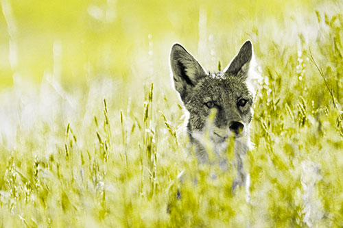 Coyote Peeking Head Above Feather Reed Grass (Yellow Tone Photo)