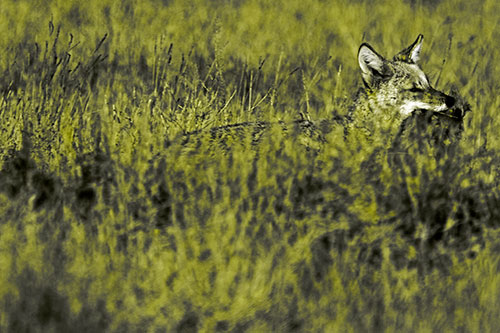 Coyote Running Through Tall Grass (Yellow Tone Photo)