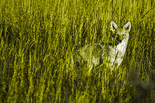 Coyote Watches Among Feather Reed Grass (Yellow Tone Photo)