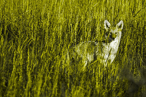 Coyote Watches Among Feather Reed Grass (Yellow Tone)