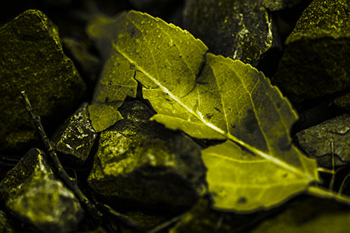 Cracked Soggy Leaf Face Rests Among Rocks (Yellow Tone Photo)