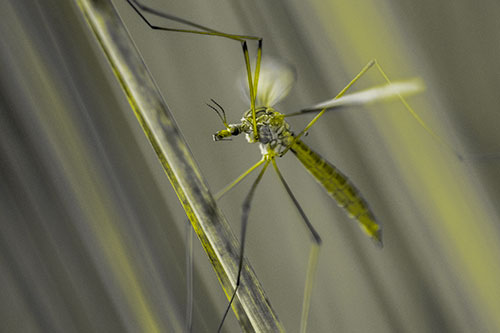 Crane Fly Clinging Ahold To Grass Blade (Yellow Tone)