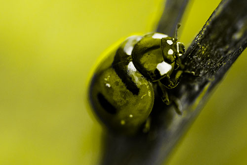Crawling Ladybug Climbing Up Plant Stem (Yellow Tone Photo)