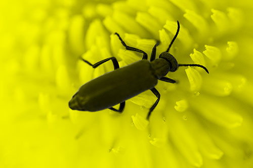Crawling Oedemera Beetle Searching Atop Dandelion (Yellow Tone)