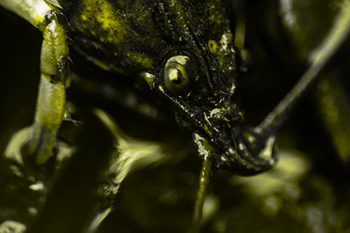 Crayfish Standing Above Flowing Water (Yellow Tone Photo)