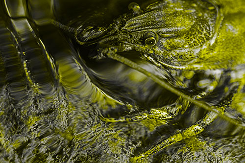 Crayfish Swims Against Rippling Water (Yellow Tone Photo)
