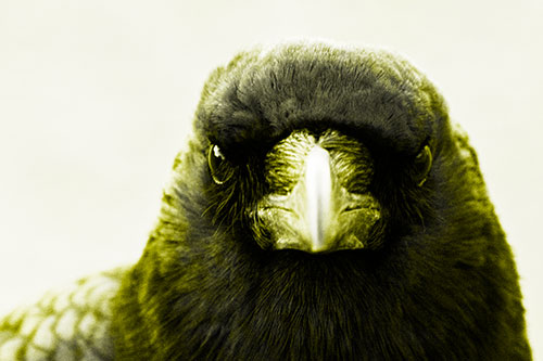 Creepy Close Eye Contact With A Crow (Yellow Tone Photo)