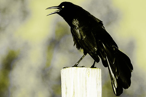Croaking Great Tailed Grackle Perched Atop Wooden Post (Yellow Tone)