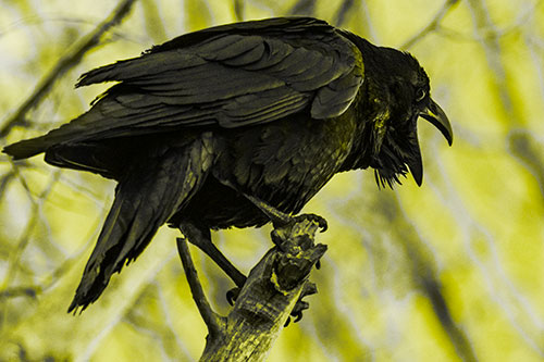 Croaking Raven Perched Atop Broken Tree Branch (Yellow Tone)