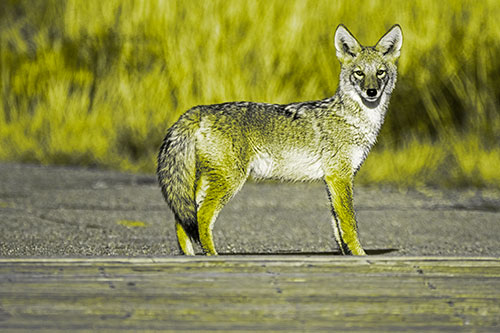 Crossing Coyote Glares Across Bridge Walkway (Yellow Tone Photo)