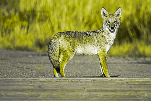 Crossing Coyote Glares Across Bridge Walkway (Yellow Tone)