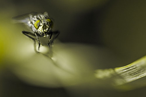 Crouching Cluster Fly Balances Among Grass Blade (Yellow Tone)
