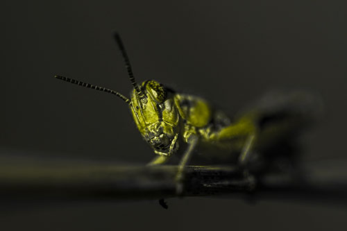 Crouching Grasshopper Gripping Onto Grass Blade (Yellow Tone)