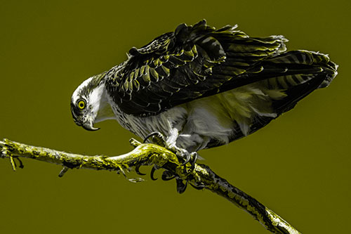 Crouching Osprey Hawk Looking Below Shredded Tree Branch (Yellow Tone)
