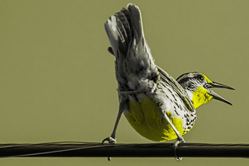 Crouching Western Meadowlark Singing Towards Sunlight (Yellow Tone)