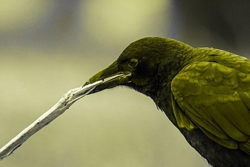 Crow Clamping Ahold Flattened Coffee Cup (Yellow Tone Photo)