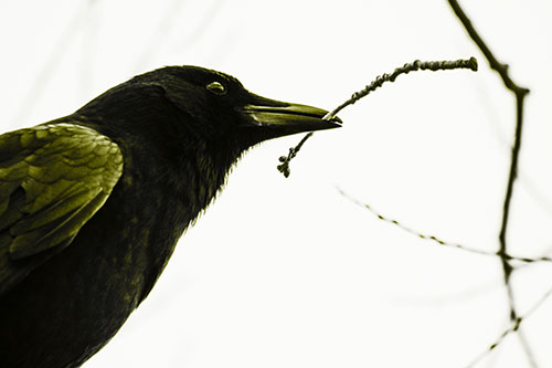 Crow Clasping Stick Among Tree Branches (Yellow Tone Photo)