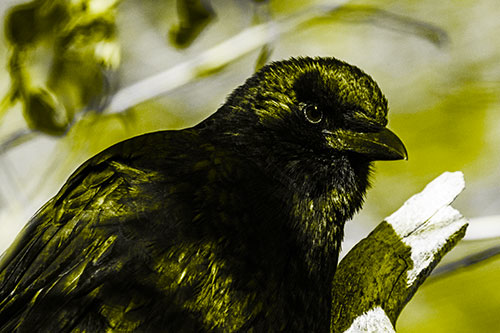 Crow Enjoys Sunshine Atop Broken Tree Branch (Yellow Tone Photo)