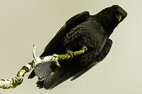 Crow Glancing Downward Atop Decaying Tree Branch (Yellow Tone Photo)