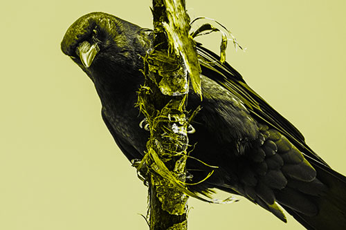 Crow Glaring Downward Atop Peeling Tree Branch (Yellow Tone Photo)