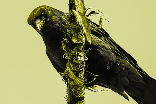 Crow Glaring Downward Atop Peeling Tree Branch (Yellow Tone)