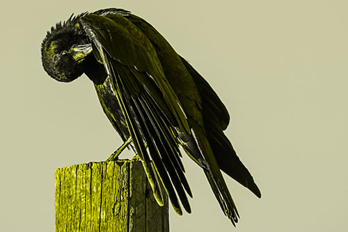 Crow Grooming Wing Atop Wooden Post (Yellow Tone Photo)