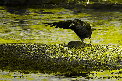 Crow Pointing Upstream Using Wing (Yellow Tone Photo)