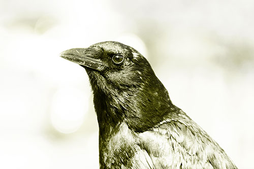 Crow Posing For Headshot (Yellow Tone Photo)