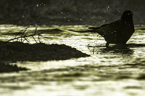 Crow Splashing River Water (Yellow Tone Photo)