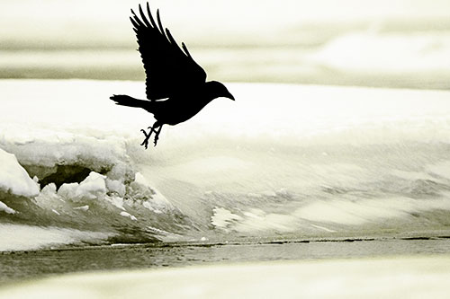 Crow Taking Flight Off Icy Shoreline (Yellow Tone Photo)