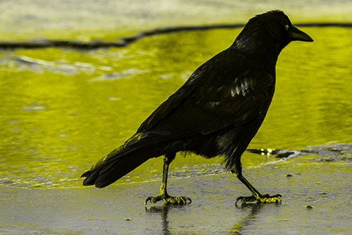 Crow Walking Along Frozen River Ice (Yellow Tone)