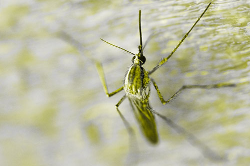 Culex Pipien Mosquito Resting Vertically (Yellow Tone Photo)
