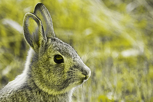 Curious Bunny Rabbit Looking Sideways (Yellow Tone Photo)