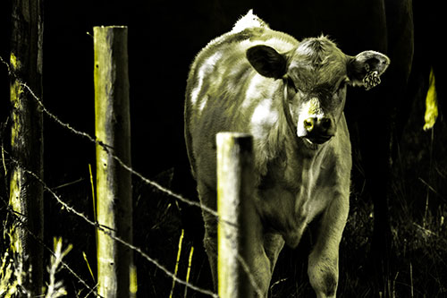 Curious Cow Calf Making Eye Contact (Yellow Tone Photo)