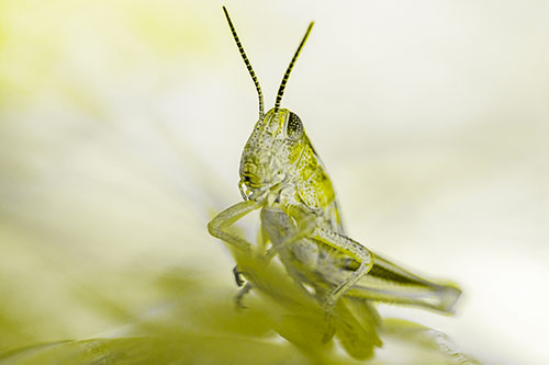 Curious Crouching Grasshopper Perched Atop Leaf Petal (Yellow Tone)