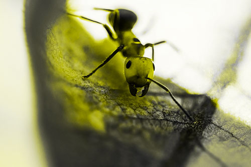 Curious Fire Ant Spreads Mandibles Among Sloping Milkweed Leaf (Yellow Tone)