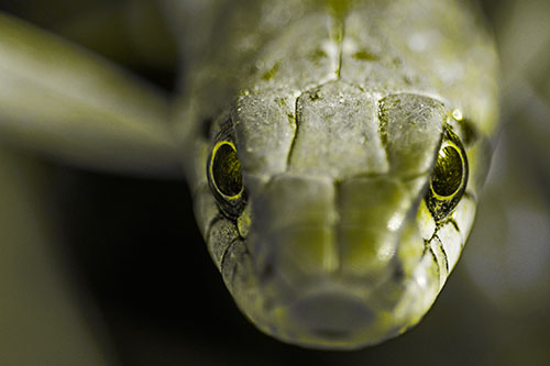 Curious Garter Snake Makes Direct Eye Contact (Yellow Tone Photo)