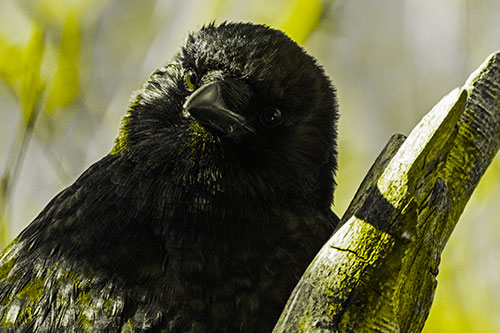Curious Head Tilting Crow Perched Among Tree Branch (Yellow Tone Photo)