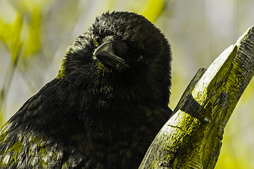 Curious Head Tilting Crow Perched Among Tree Branch (Yellow Tone)