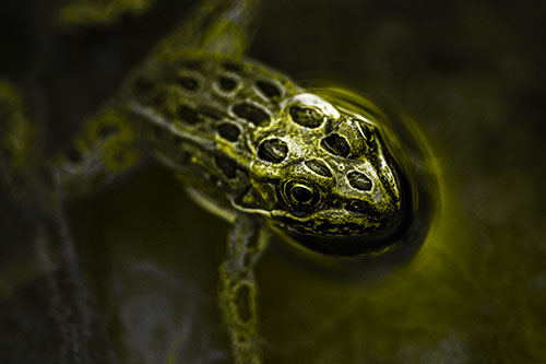 Curious Leopard Frog Peeking Head Above Water (Yellow Tone Photo)